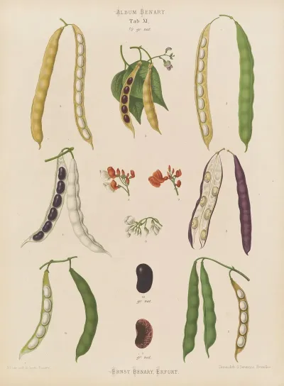 Beans Runner Tall Kidney Or Pole