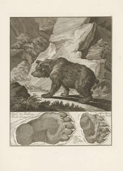 Bear 4