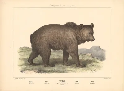 Bear 7