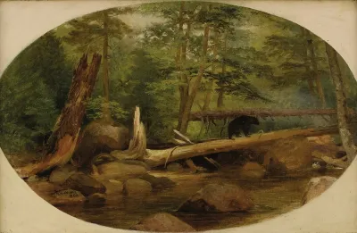 Bear In The Forest