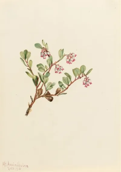 Bearberry Arctostaphylos Uva Ursi 2