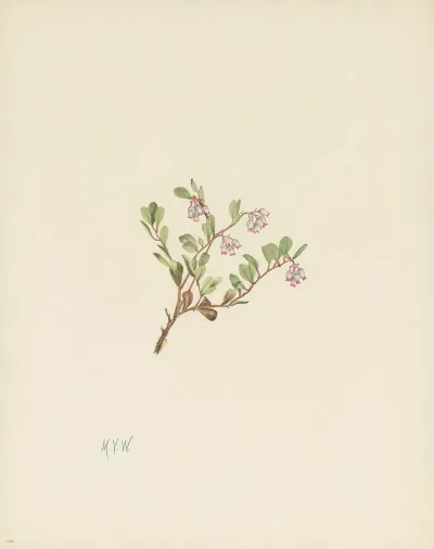 Bearberry Flower Arctostaphylos Uva Ursi 2