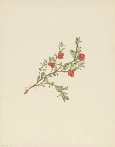 Bearberry Fruit Arctostaphylos Uva Ursi 2