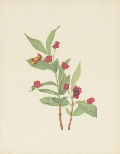 Bearberry Honeysuckle Lonicera Involucrata 3