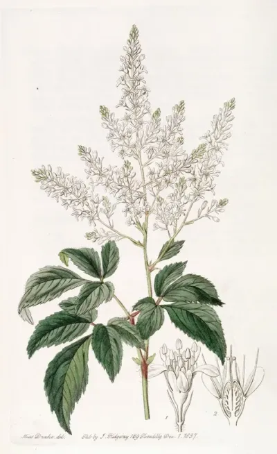 Bearded Meadow Sweet
