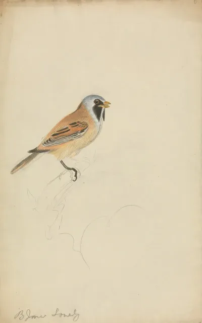 Bearded Titmouse