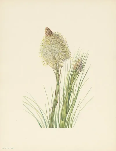 Beargrass Xerophyllum Tenax 3