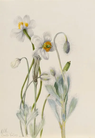 Bearpoppy Arctomecon Merriami