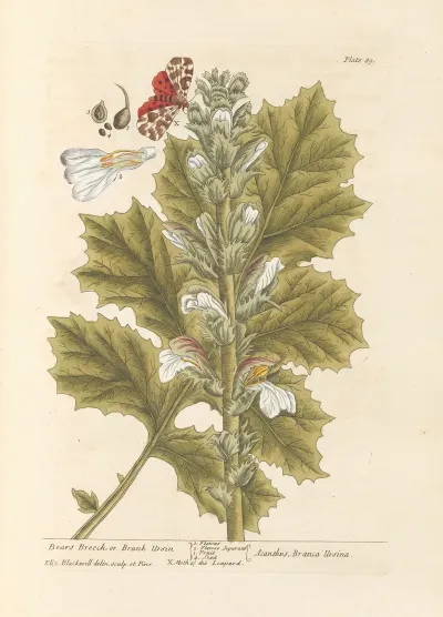 Bears Breech Or Brank Ursin