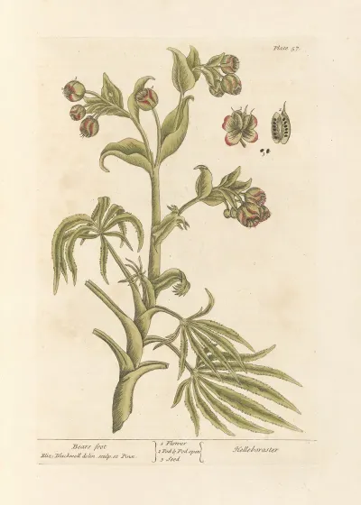 Bears Foot