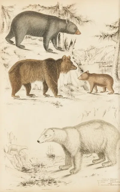 Bears