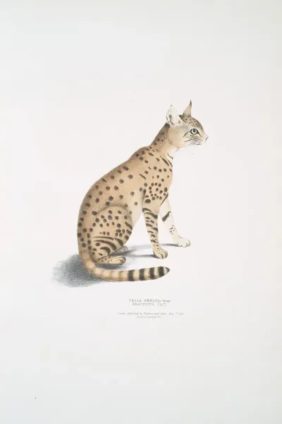 Beautiful Cat Felis Ornata