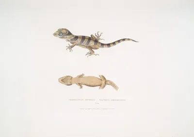 Beautiful Cyrtodactylus Cyrtodactylus Pulchellus