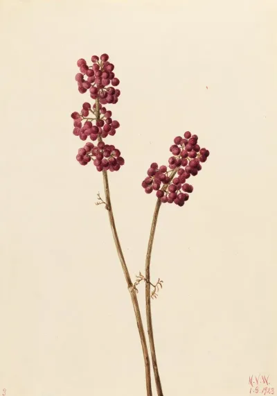 Beauty Berry Callicarpa Americana