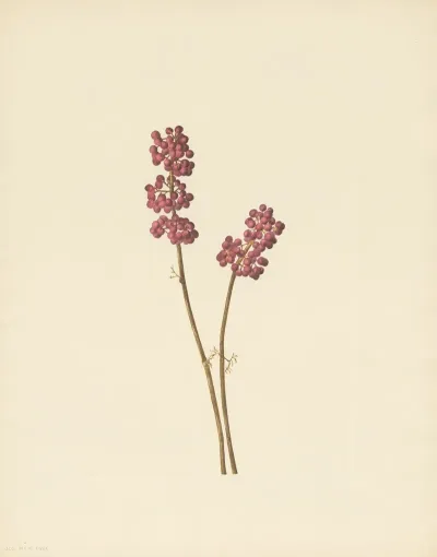Beautyberry Callicarpa Americana 2