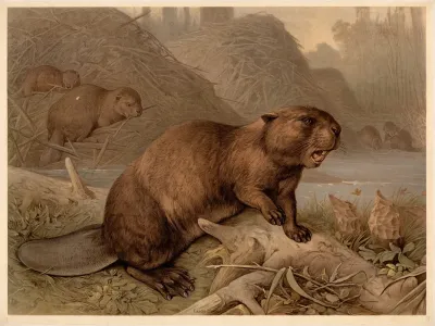 Beaver Castor Fiber