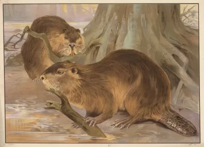 Beaver