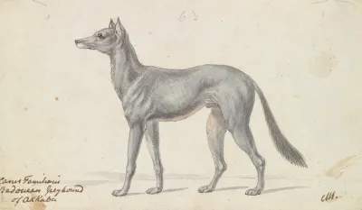 Bedouin Grayhound Of Akkaba