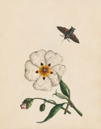 Bee Moth Gum Asters Or Rock Rose Native Of Spain