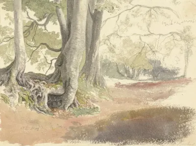 Beech Trees 2