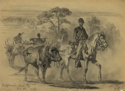 Beef For The Army On The March