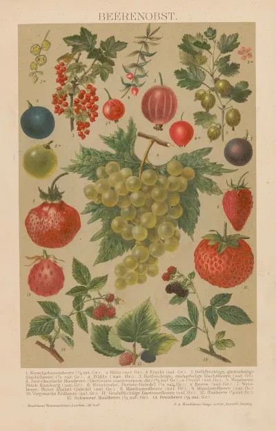Beerenobst