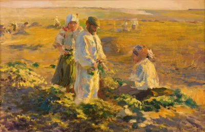 Beet Lifting