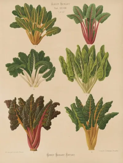 Beet Or Swiss Chard