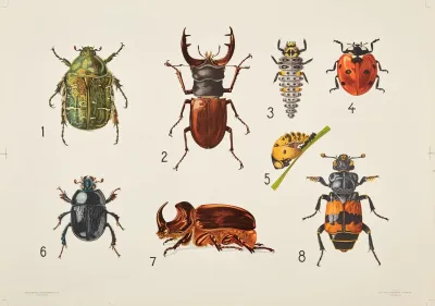 Beetles 3