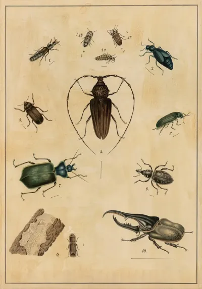 Beetles 4