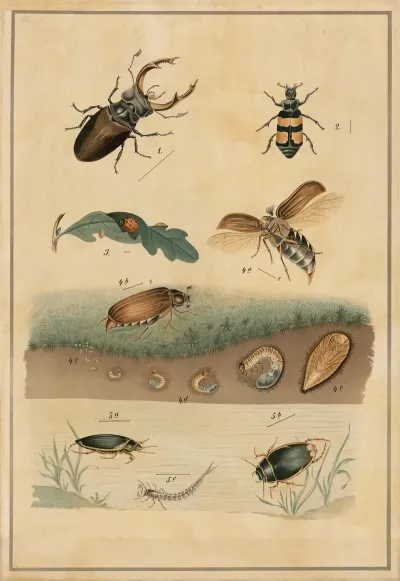 Beetles 5