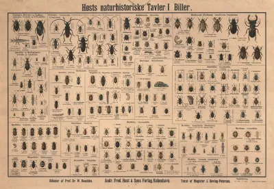 Beetles 6