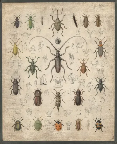 Beetles 9