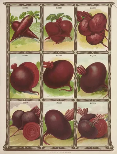 Beets 3