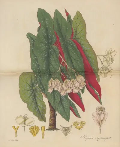 Begonia Argyrostigma