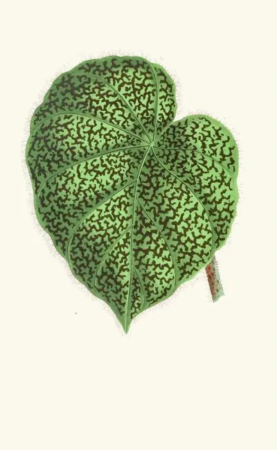 Begonia Daedalea