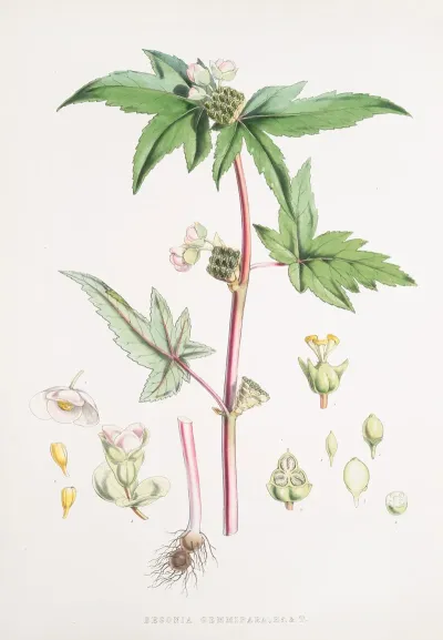 Begonia Gemmipara H F Et T 2