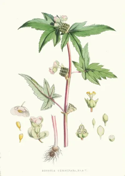 Begonia Gemmipara H F Et T