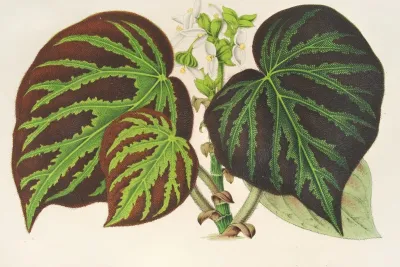 Begonia Imperialis Type