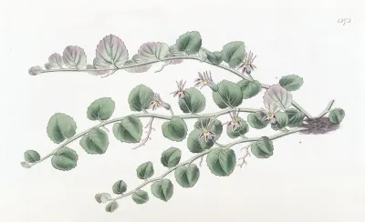 Begonia Leaved Pratia