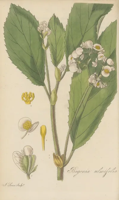 Begonia Ulmifolia