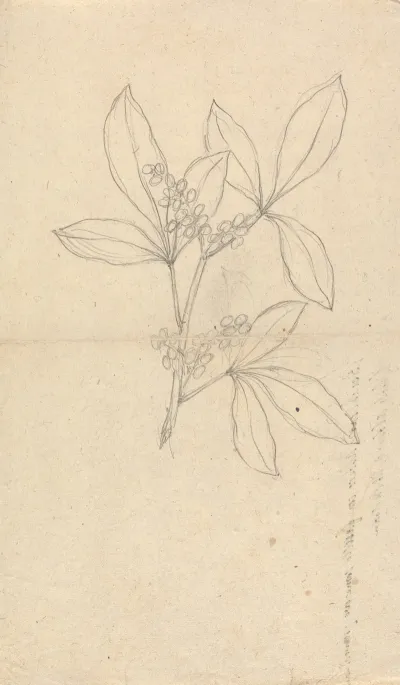 Beidelsar Asclepias Procera
