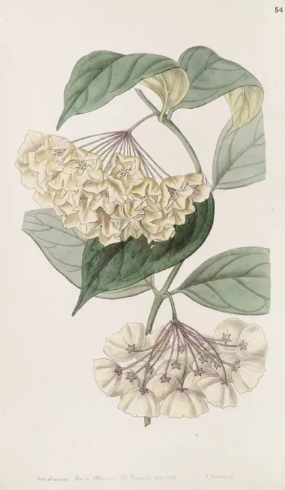 Bell Flowered Hoya