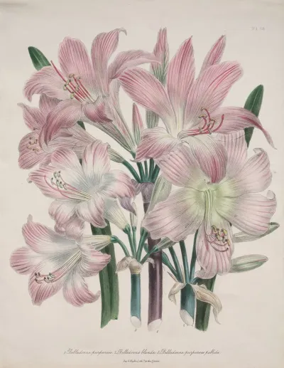 Belladonna Lily