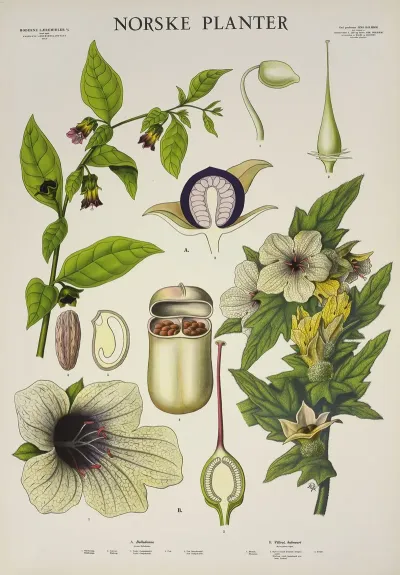 Belladonna Villrot Bulmeurt