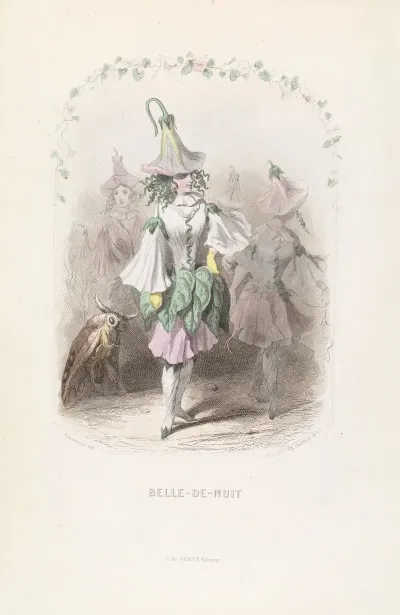 Belle De Nuit