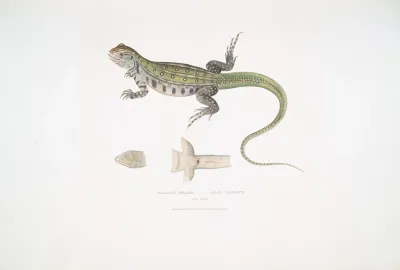 Bells Uromastix Uromastix Bellii From Penang