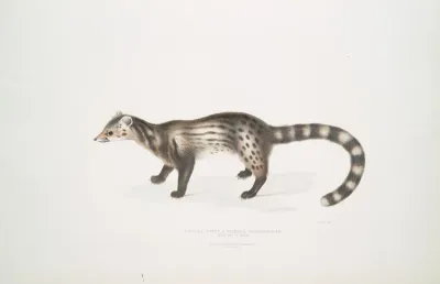 Bengal Civet Viverra Bengalensis