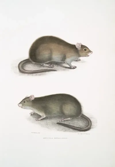 Bengal Field Rat Arvicola Bengalensis