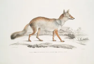 Bengal Fox Canis Vulpes Bengalensis Canis Kokree